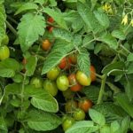 Tomato compactor comentarii Gribovsky, fotografii soiuri, caracteristici