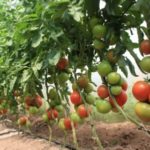 Tomato compactor comentarii Gribovsky, fotografii soiuri, caracteristici