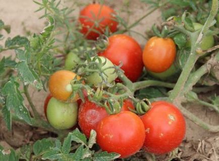 Tomato compactor comentarii Gribovsky, fotografii soiuri, caracteristici