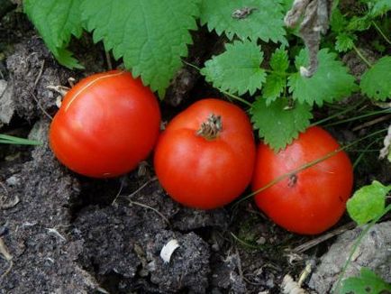 Tomato compactor comentarii Gribovsky, fotografii soiuri, caracteristici