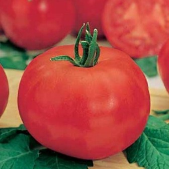 Tomato compactor comentarii Gribovsky, fotografii soiuri, caracteristici