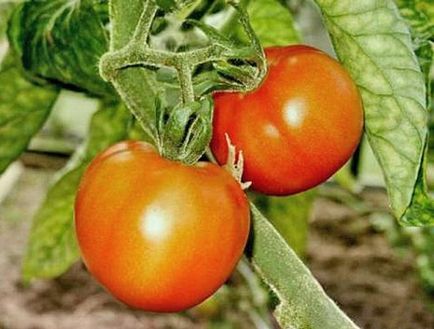 Tomato compactor comentarii Gribovsky, fotografii soiuri, caracteristici