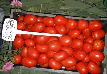 Tomate Rio Grande (55 poze) descrierea soiului de tomate, comentarii