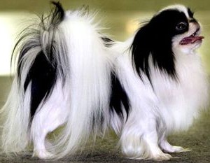 Top lista de 10 câini mai mici, este rase foarte mici, cu fotografii și descrieri