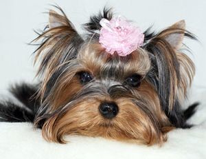 Top lista de 10 câini mai mici, este rase foarte mici, cu fotografii și descrieri