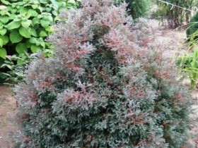 Thuja - soiuri de populare sunt propagate, grijulii, taiere artistice, foto și video