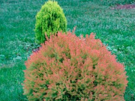 Thuja - soiuri de populare sunt propagate, grijulii, taiere artistice, foto și video