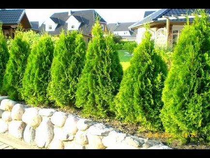 Thuja - soiuri de populare sunt propagate, grijulii, taiere artistice, foto și video