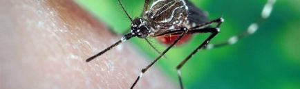 Mușcături de țânțari - tratamentul este de a elimina umflarea, modul de a ajuta la blog-ul copilului Alena Kravchenko