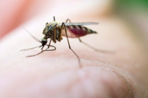 Țânțarii și sânge supt alte insecte
