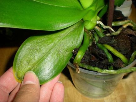 La Phalaenopsis orhidee galben frunze de informații generale, posibile cauze, ce să facă, cum să