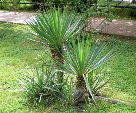 Îngrijire Yucca la udare acasă, iluminat, trunchiere, îngrășăminte