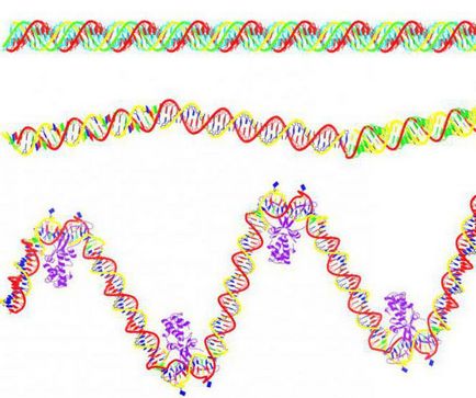 Care este diferența de ADN din ARN