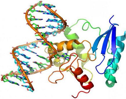 Care este diferența de ADN din ARN