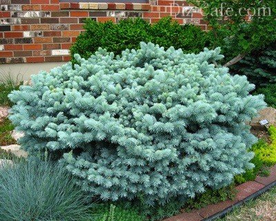 Cele mai bune tipuri de brazi soiuri ornamentale pentru cultivarea în grădină (soi) Tipuri de brazi soiuri ornamentale cele mai bune pentru cultivarea în grădină
