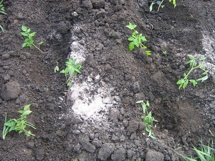Transplantarea de plantare de tomate în teren deschis, și cum să planteze roșii, cum să planteze semințele