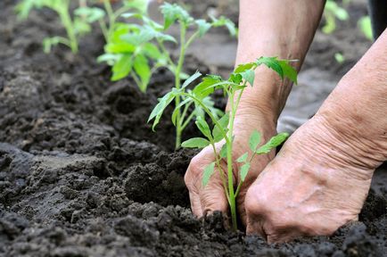 Transplantarea de plantare de tomate în teren deschis, și cum să planteze roșii, cum să planteze semințele