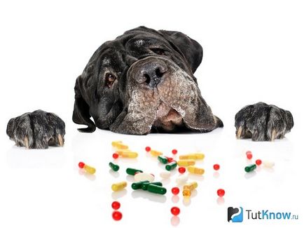 Vitamine pentru câini beneficii, varietate, producatori