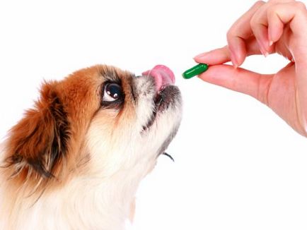 Vitamine pentru câini - tot ce trebuie sa stiti despre ele