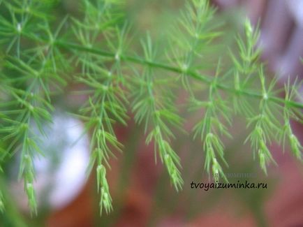 houseplants rășinoase alternative in miniatura unui copac viu de Crăciun