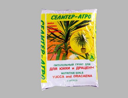 Yucca - îngrijire la domiciliu, propagare și transplantare