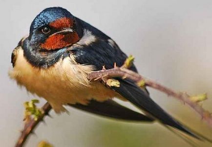 Bird a zburat în casă - un semn al unui bine-cunoscut, deci ce înseamnă