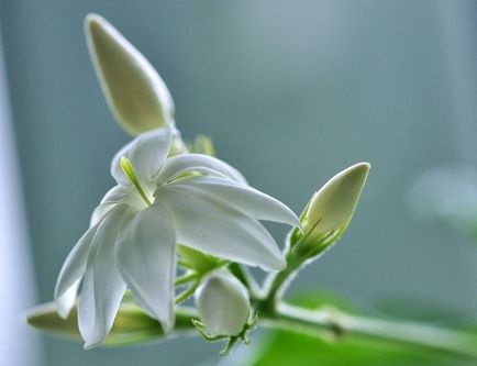 Jasmine cameră de flori