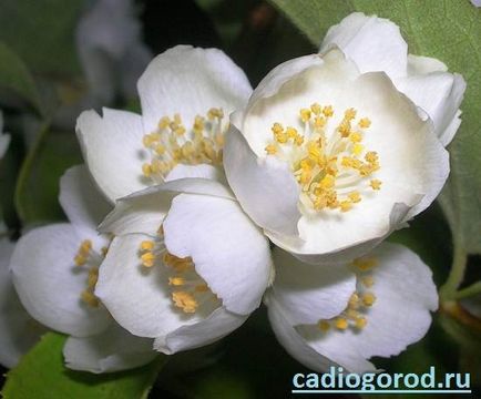 floare de iasomie