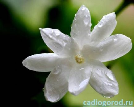 floare de iasomie