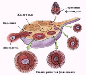 Corpusului luteum după formarea ovulatiei hormonul sarcinii