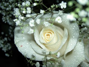 Înțeles flori pentru a da ca un trandafiri albi, albastru și roz