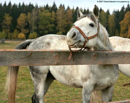 10 lucruri interesante despre cai