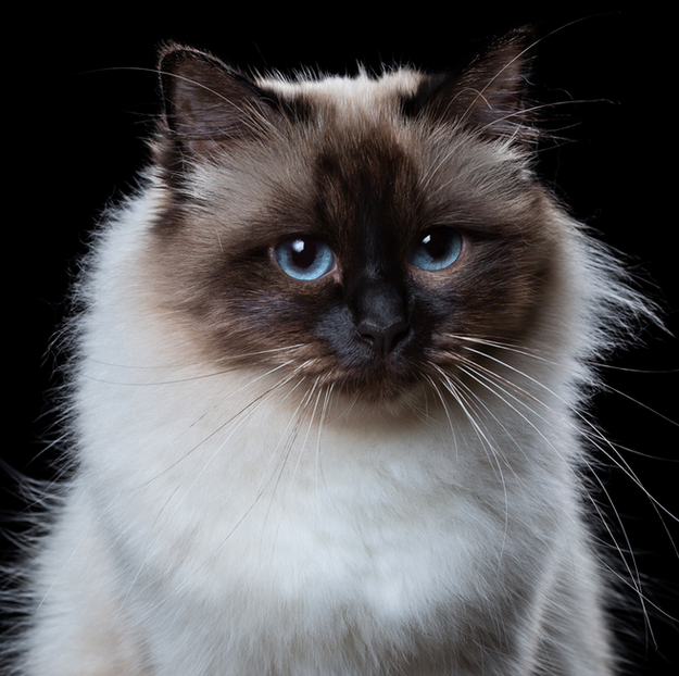 17 rase de pisici puțin cunoscute, dar incredibil de frumoase