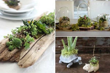 24 idei pentru a crea un mini-grădină acasă