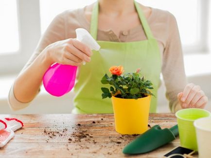 6 Reguli de bază de pulverizare plante de interior, expert pentru femei