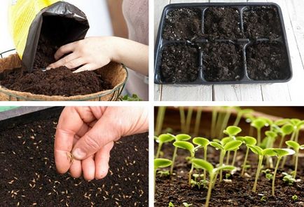 Ageratum în creștere din semințe, atunci când pentru a planta