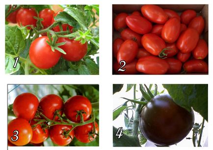 Agrotehnika tomate creștere în câmp deschis, seră și pragul
