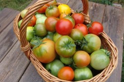 Agrotehnika tomate creștere în câmp deschis, seră și pragul