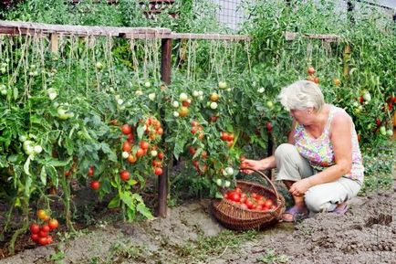 Agrotehnika tomate în creștere în seră cu fotografii