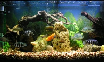 Aquarium pentru a începe schema de reproducere de pește și de acțiune pentru începători