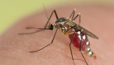 Alergic la mușcăturile de țânțari și musculițe - vara de apel și mâncărime
