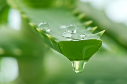Aloe vera pentru piele (piele) Aloe Vera pentru piele