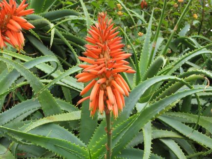 Aloe vera - îngrijire la domiciliu, transferul, reproducerea, bolilor și dăunătorilor