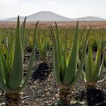 Aloe vera de îngrijire a plantelor și de creștere la domiciliu