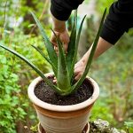 Aloe vera de îngrijire a plantelor și de creștere la domiciliu