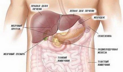 Anatomia ficatului și a tractului biliar fotografii în cazul în care ficatul uman, anatomia biliară