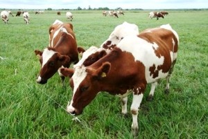 Ayrshire descriere vaci de rasă, fotografii, productivitate
