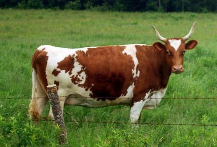 vaci de rasa Ayrshire - o capodoperă a vacilor de lapte