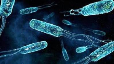 Bacteriile si microbii la microscop (fotografii)