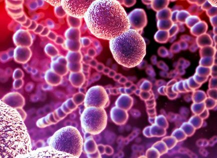 Bacteriile sub microscop (13 fotografii)